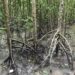 Keeping at par with international best practices on mangroves conservation
